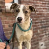 Ivelyn, Hündin zur Adoption