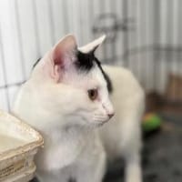 Denise, liebevolles Kuschelherz, ca. 8 M, Katze zur Adoption