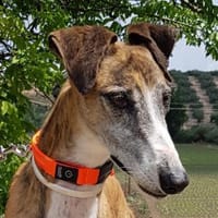 Jupiter hat leider sein Zuhause verloren, Hund zur Adoption