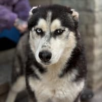 Nauru, Hund zur Adoption