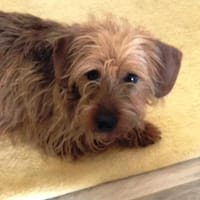 Toni sollte in der Tötungsstation enden, Hündin zur Adoption