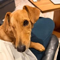 Effy°  in 64546 Mörfelden, Hündin zur Adoption