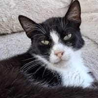 Alvira ein freundliches Katzenmädel, Katze zur Adoption