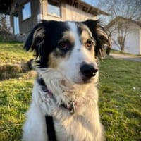 Penelopa ❤Hübsche Hündin sucht Familie, Hündin zur Adoption