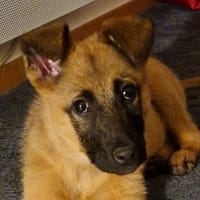 LORYNE, chienne à adopter