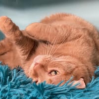 LILA CTTE, chatte à adopter