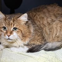 Minou CAB5357, chat à adopter