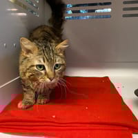 EDDIE, chat à adopter