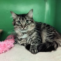 PAB28627 Gui, chat à adopter