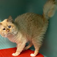 MURRAY, chat à adopter