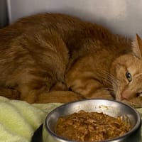 MINOU, chat à adopter