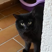 MINUIT, chat à adopter