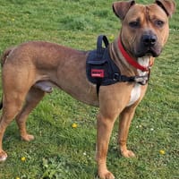 SNOW PAA24167, chien à adopter