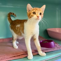 SORA, chatte à adopter