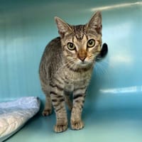 GABIN, chat à adopter