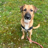 OAA19964 RIZE, chienne à adopter