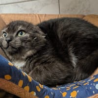 SMOCKY, chat à adopter