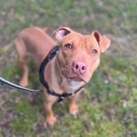 OAA19962 CHAAC, chien à adopter