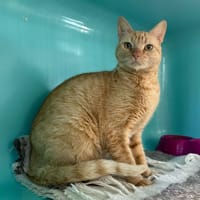 AMI, chat à adopter