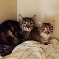 CHARLYNE PAB28661, chatte à adopter