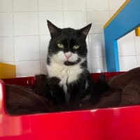 neiko, chat à adopter