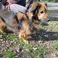 yago, chien à adopter