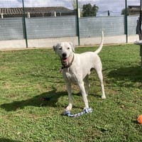 OLAF, chien à adopter