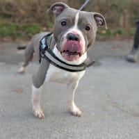 R-SCAR, chien à adopter