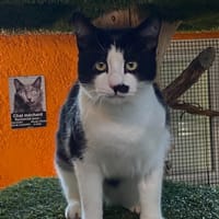 STEEVE, chat à adopter