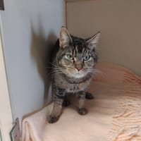 MAYKI PAB28654, chat à adopter