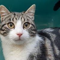Mulungu, chat à adopter