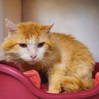 SOL, chat à adopter