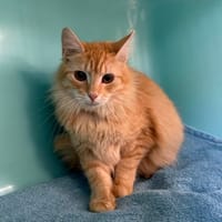 PELUCHE, chat à adopter