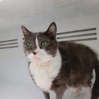 SAM, chat à adopter