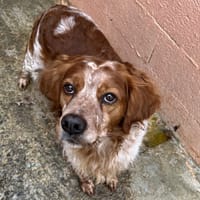 ORAL, chien à adopter