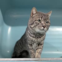 ELMO, chat à adopter