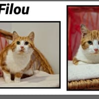 FILOU réservé, chat à adopter