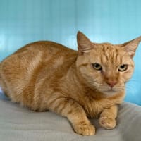 AMIE, chatte à adopter