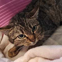 CAFE CREME QCT, chat à adopter