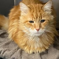 DIMITRI, chat à adopter