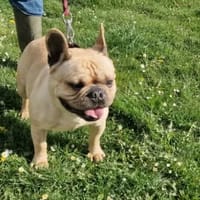 PIKACHU PAA24169, chien à adopter