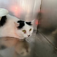 Minou, chat à adopter