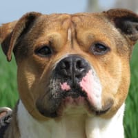 KYSER, chien à adopter