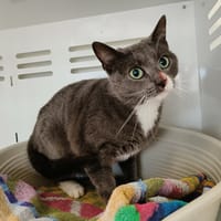 CAMOMILLE, chatte à adopter