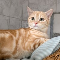 GRAFFITI, chat à adopter