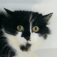 IRIS, chatte à adopter