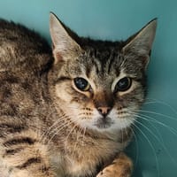 CAFE GLACE QCT, chat à adopter