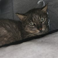 CUKIPU QCT, chat à adopter