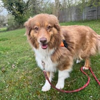 OAA19963 SWANN, chienne à adopter