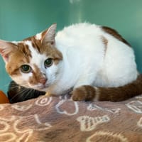 BERNI, chat à adopter